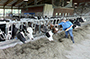 cows in their pens on the farm feeding