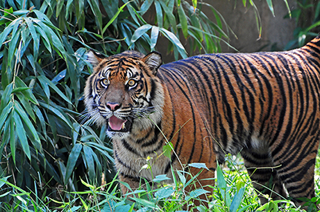 photo of a Bengal tiger