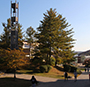 view of center of campus, bell tower, tree