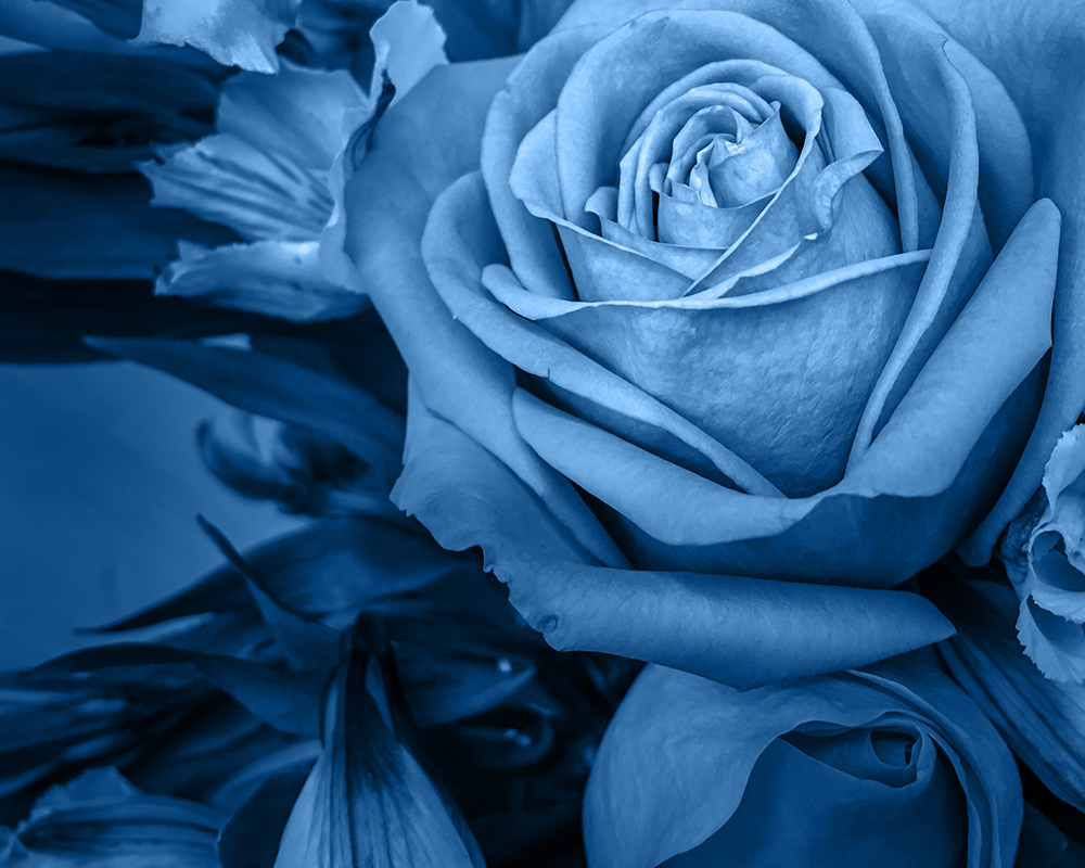 Photo of a blue rose