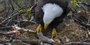 female bald eagle and the newly hatched eaglet