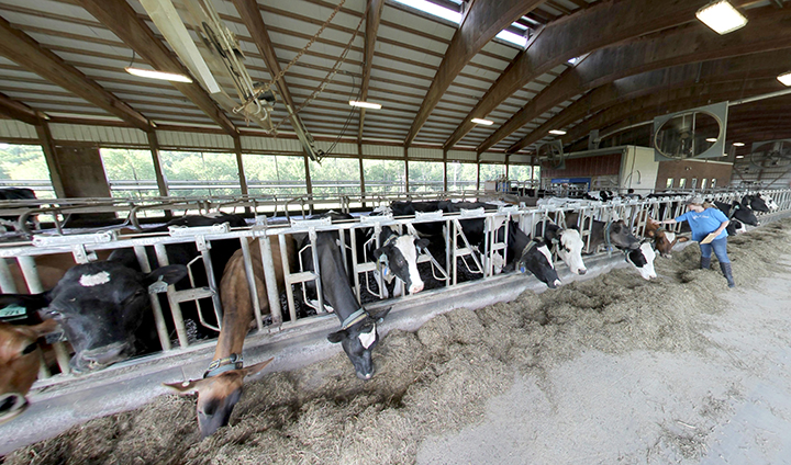 cows in their pens on the farm feeding