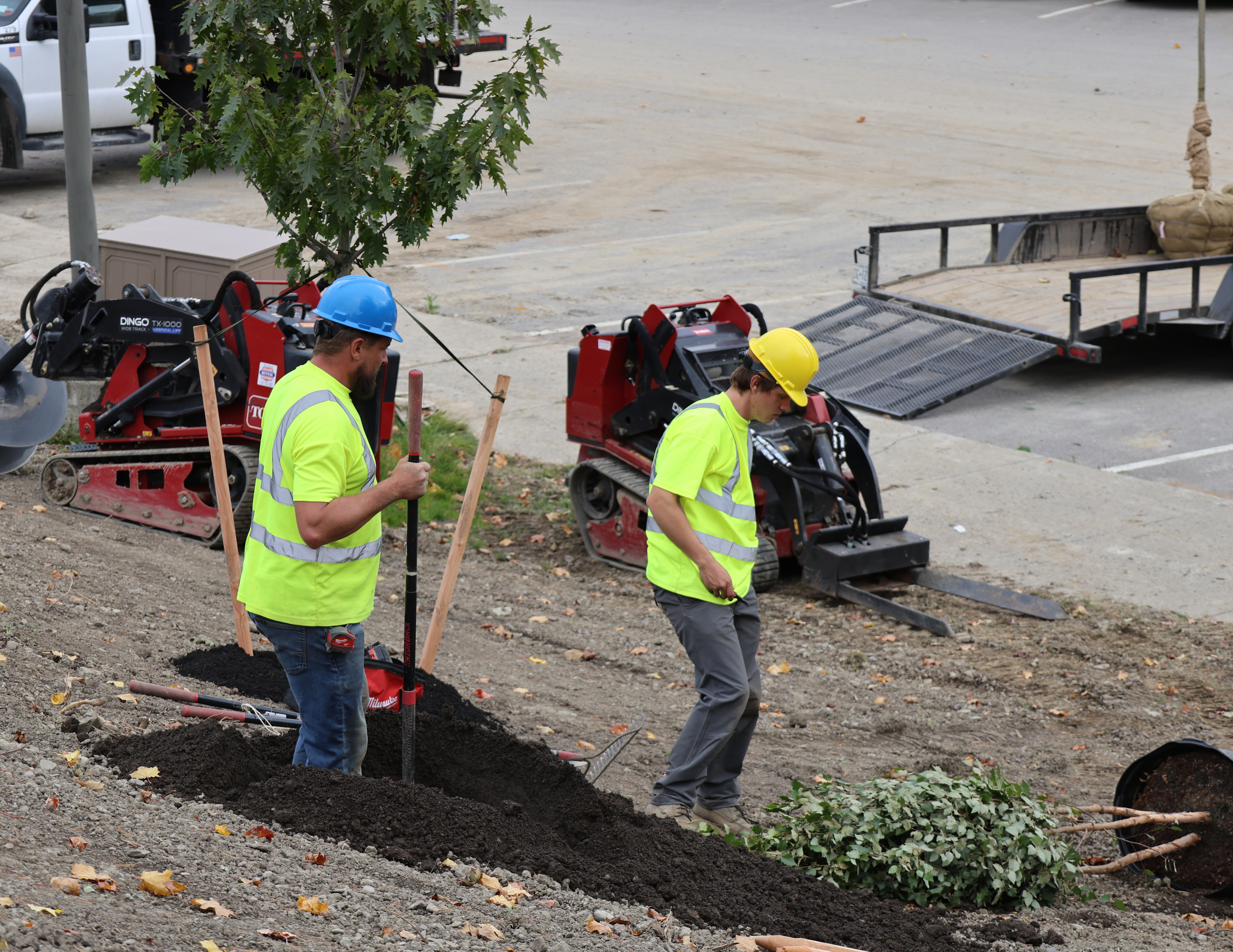 crews work on new trees planted on campus