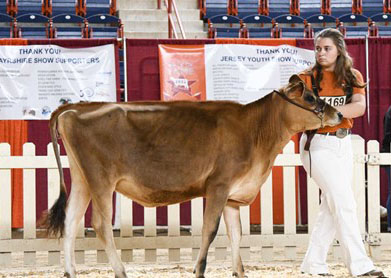 Alfred State student Hope Avedisian with her heifer Fortune.