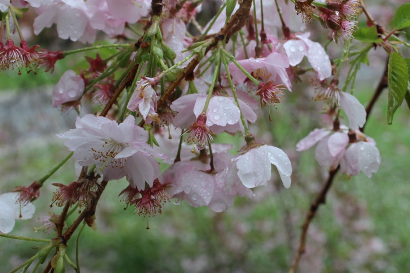 Alfred State student photograph of flowers.