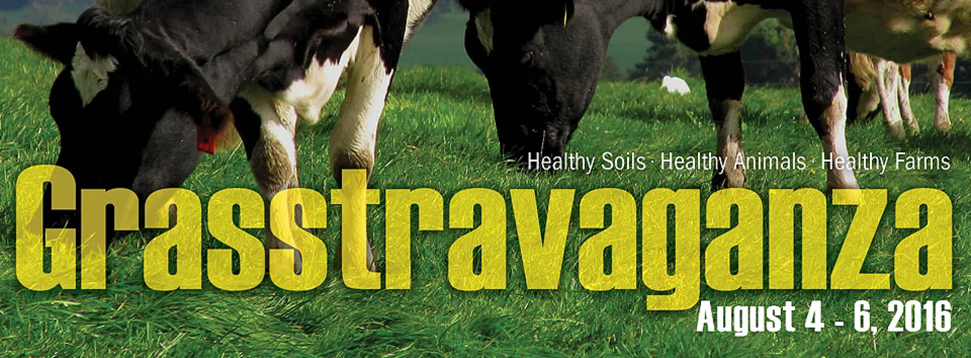 cows in field, Grasstravaganza Aug. 4-6, 2016
