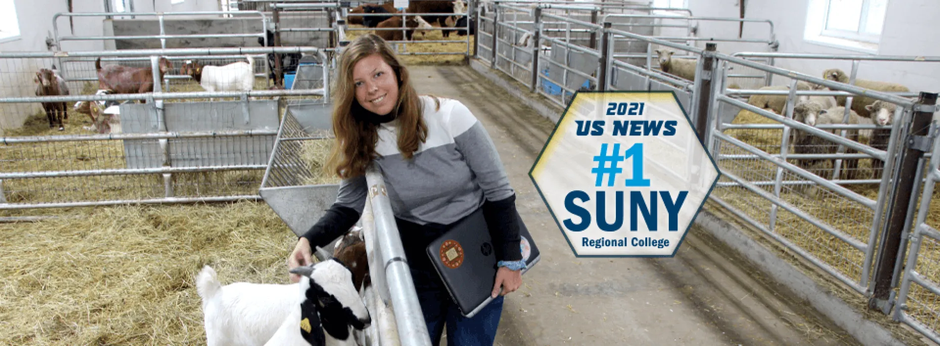 2021 US News #1 SUNY Regional College. Ag Entrepreneurship student with laptop in barn with goats, sheep, and cows.
