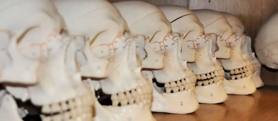 five skeleton heads