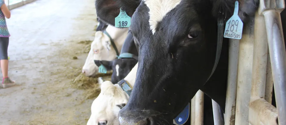 cow in feeding stall, numbered tag in ear