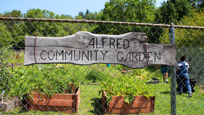 Alfred Community Garden, located behind the Alfred State College Vet Tech Building