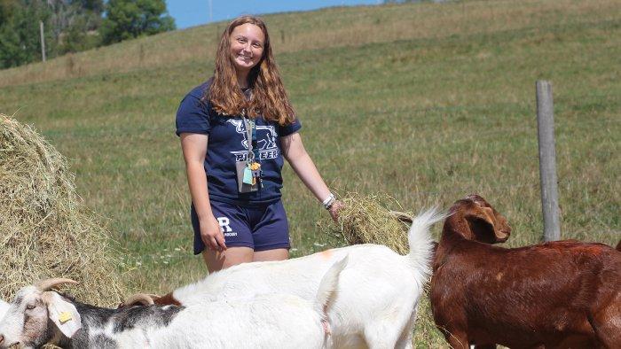 An Alfred State student work with the animals on the college farm.