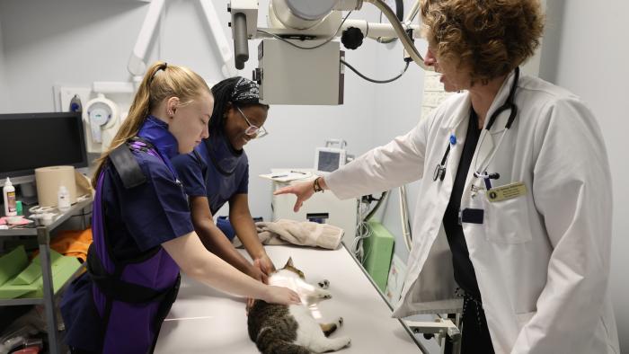 Students learn proper x-ray techniques for a cat.