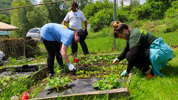 Alfred State faculty and staff work in the Community Garden