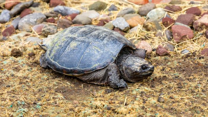 A turtle found its way to campus