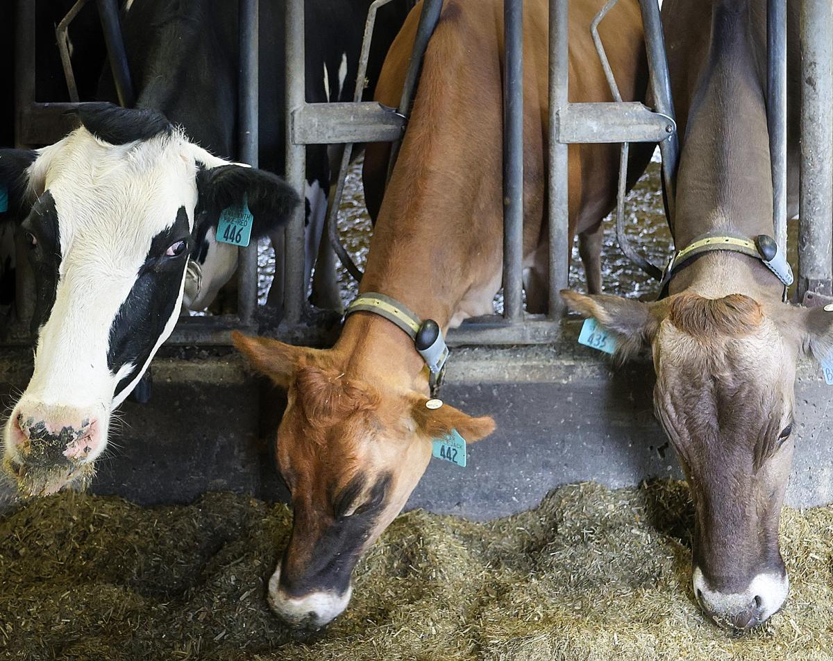 Three cows with ear tags eat feed inside a barn, standing at a metal feeding station.