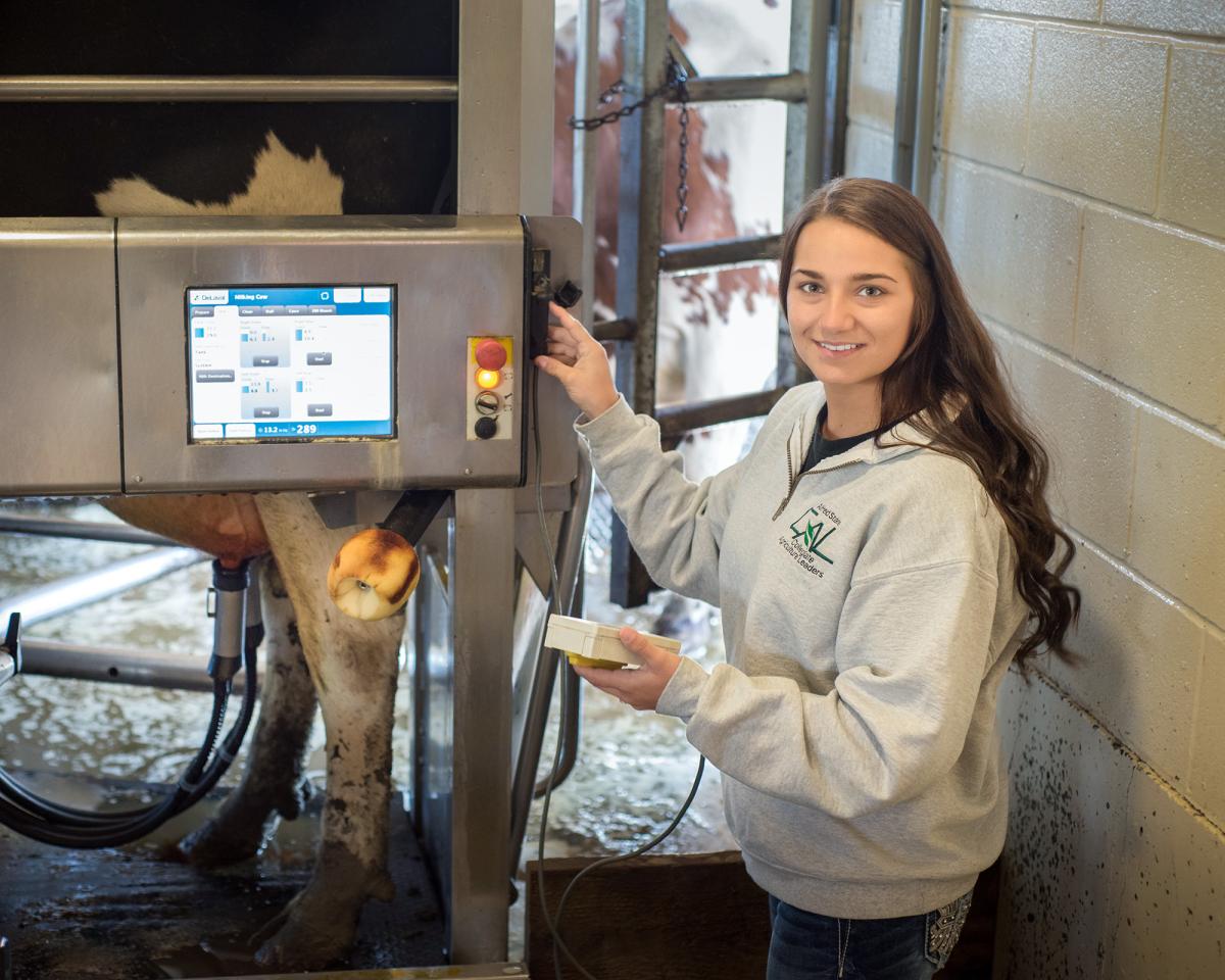 A student operates a milking machine while a cow is being milked.