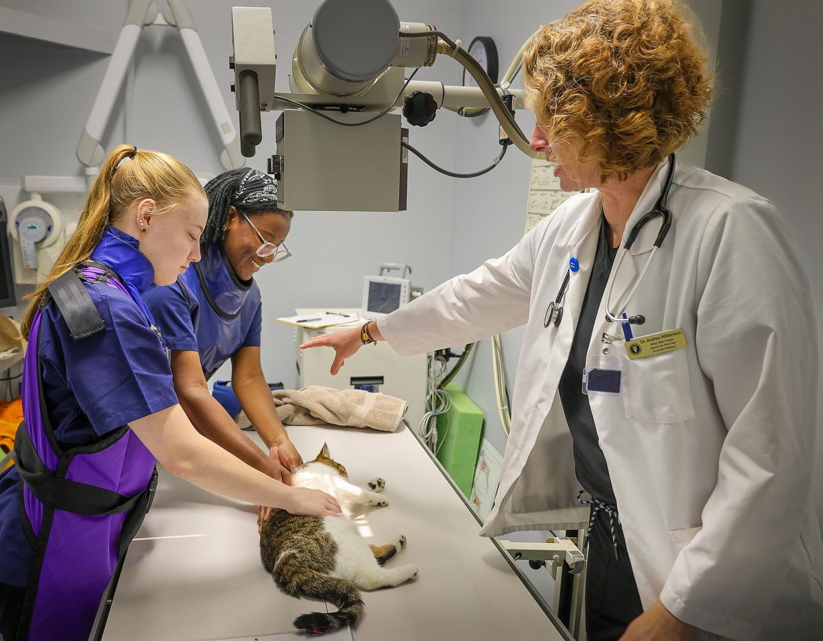 Veterinary students, guided by a professor, prepare a cat for an exam under medical equipment.