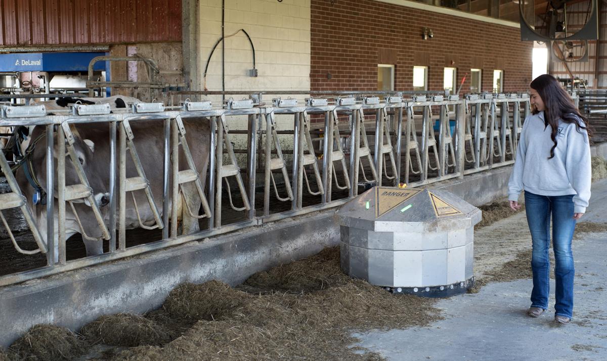 student works with a robot at the college farm