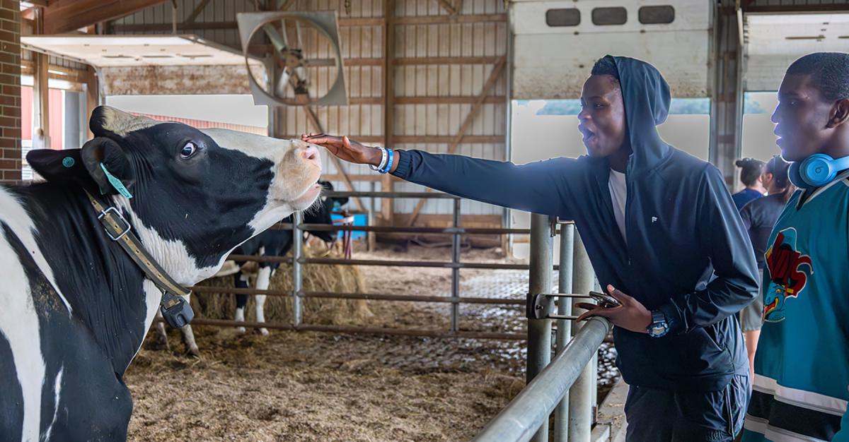 students pet a cow at the college farm