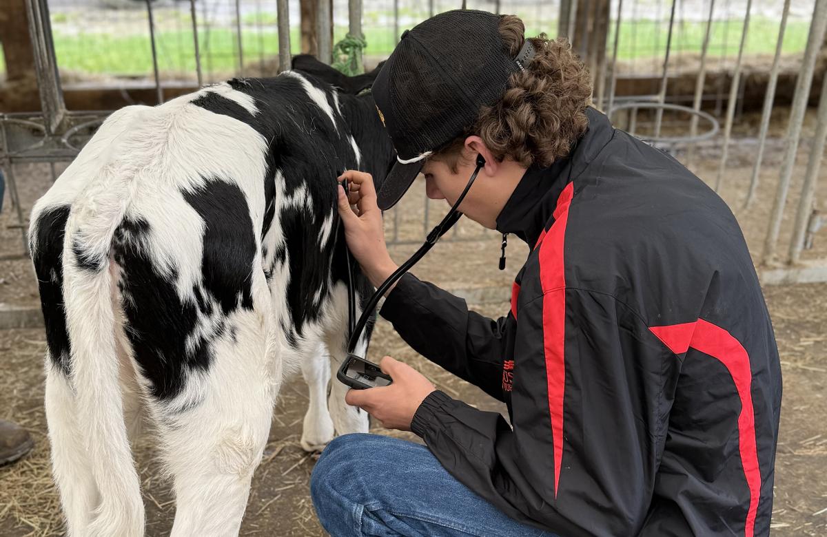 student does a health check on a calf