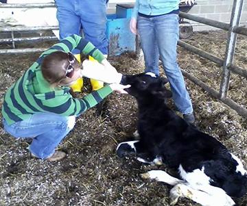 Alfred University Student Feeding Calf