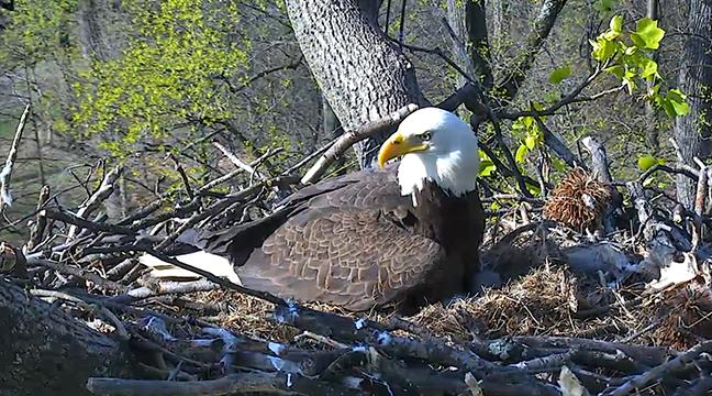Bald Eagles