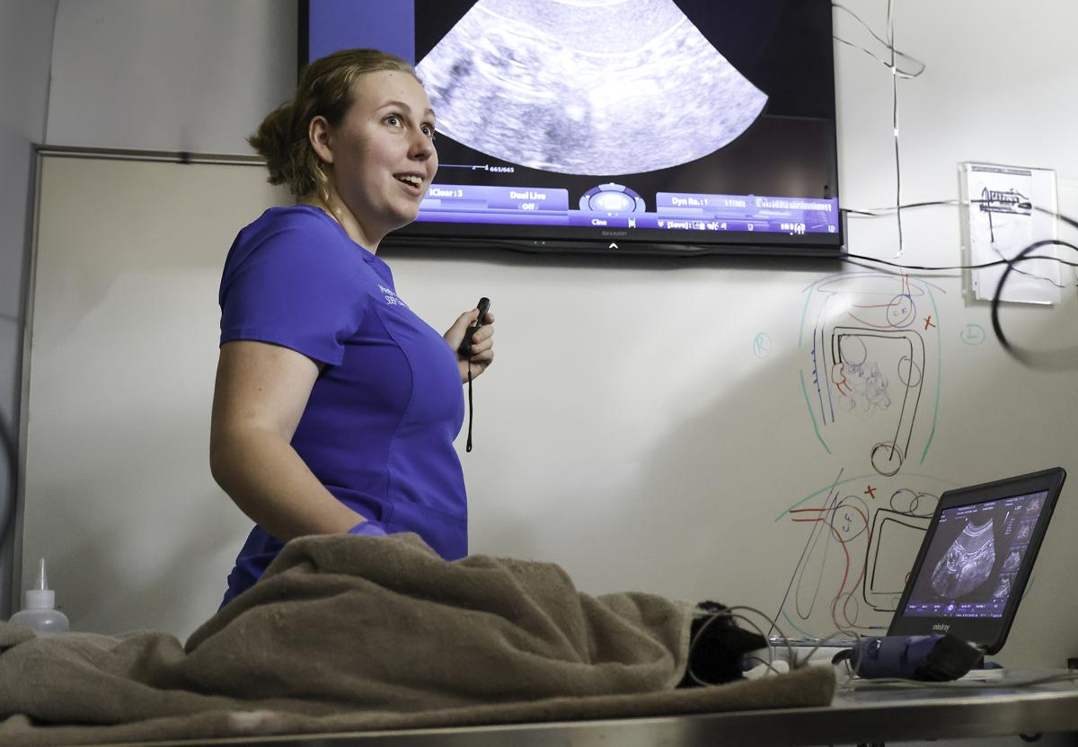 Meghan Morse works on an animal