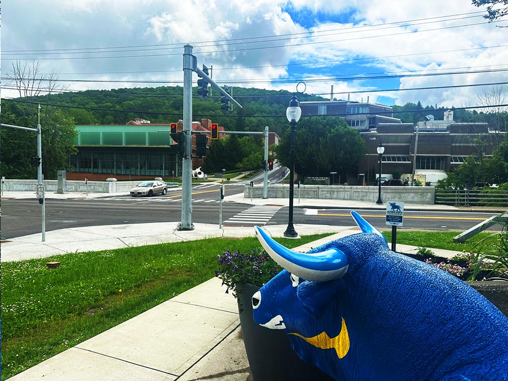 ox watches over the traffic light