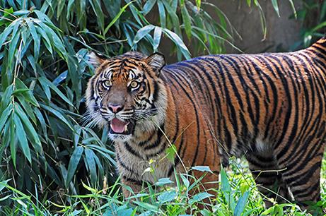 PP-DC Zoo- Nat Hist 78-08070_001