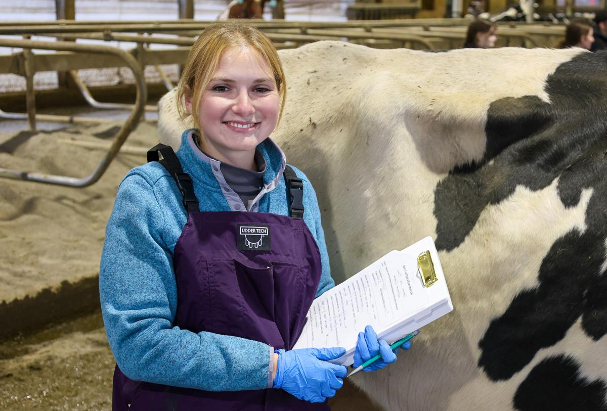 student examines a cow