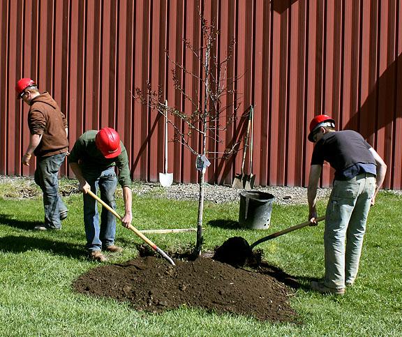 Tree-Planting-on-Wellsville-Campus