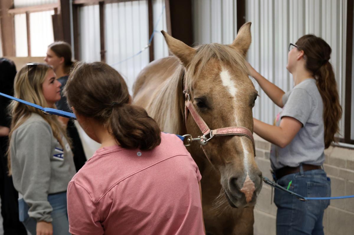Students groom a horse at a career discovery event