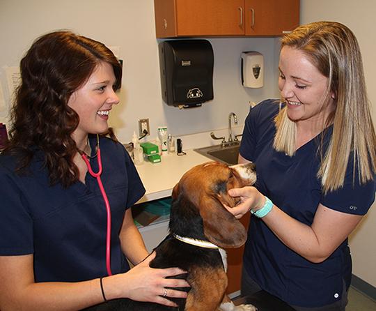 Vet Tech photo