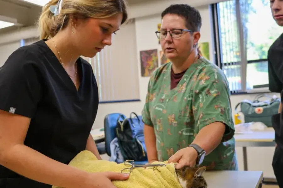 Vet tech students examine cat in classroom.