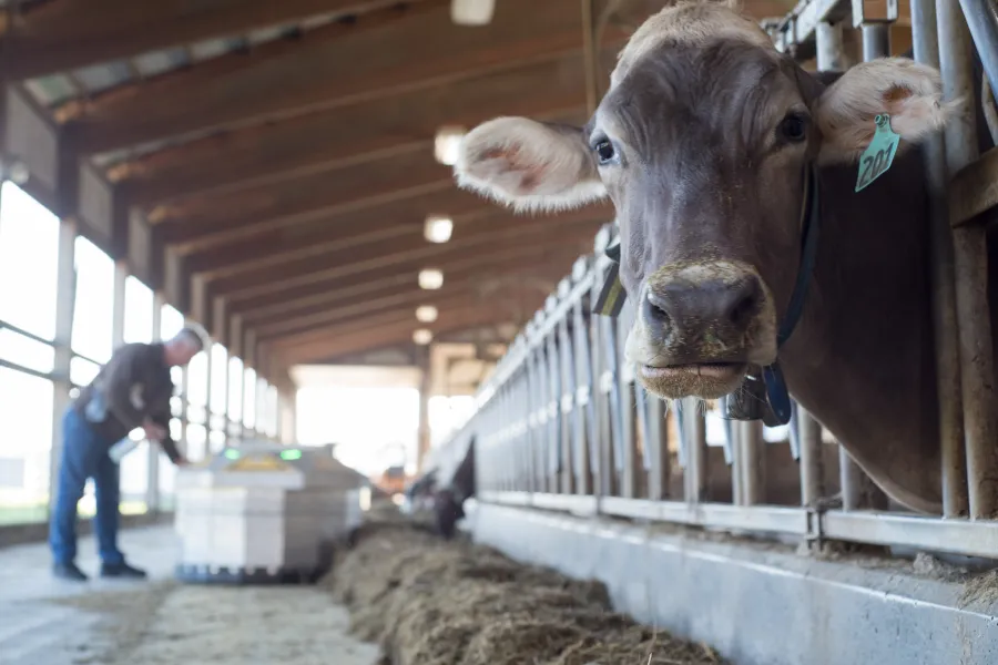Photo of a cow with someone working in the background.