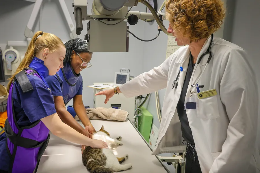 Two students conducting x-rays on a cat while a professor observes and advises.