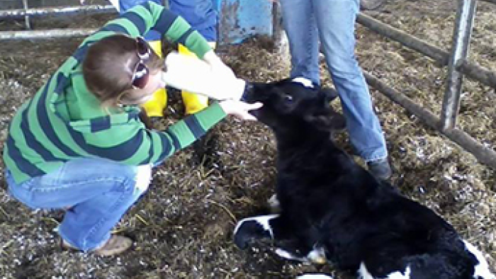 Alfred University Student Feeding Calf