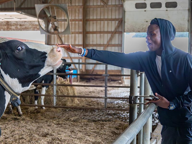 students pet a cow at the college farm