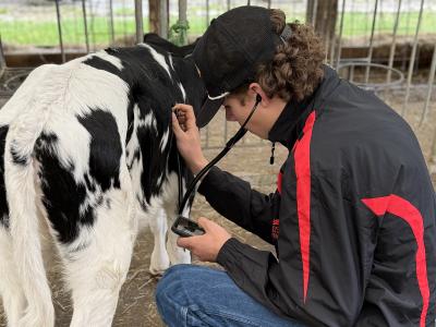 student does a health check on a calf