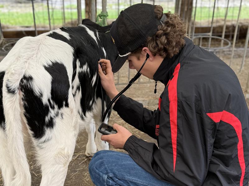student does a health check on a calf