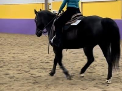 Ashley Herbert rides on her way to reserve Hi-Point rider honors during the morning show.