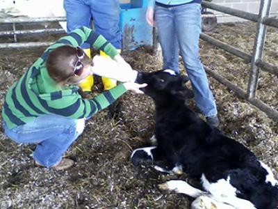 Alfred University Student Feeding Calf