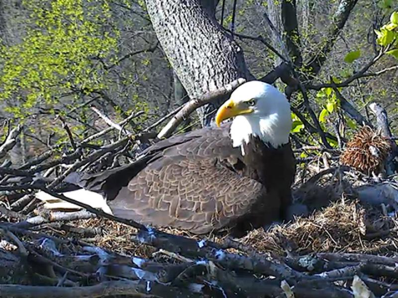 Bald Eagles