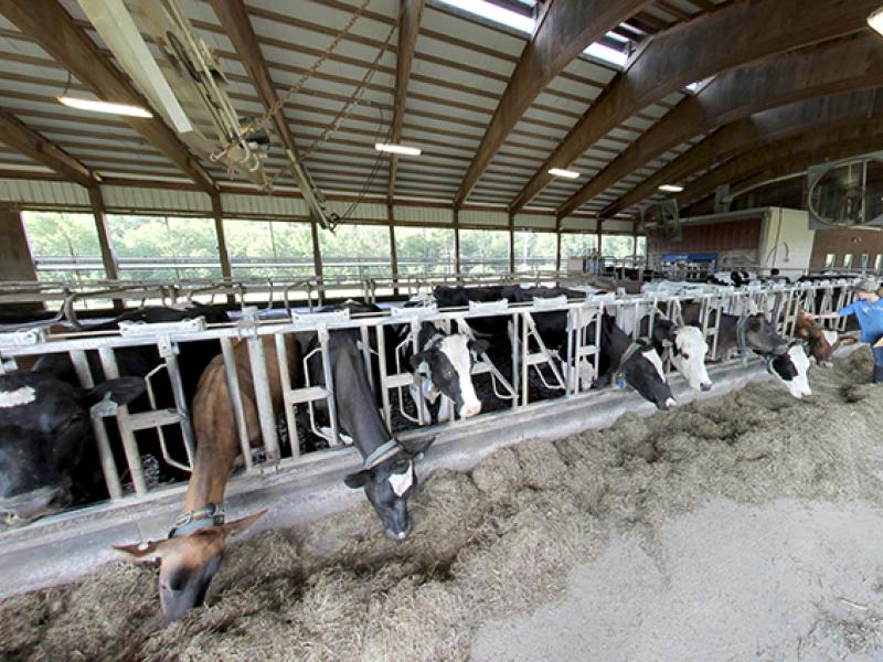 Dairy of Distinction Photo