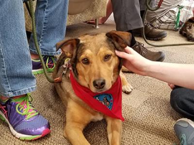 Dogs in the Library spring 2016