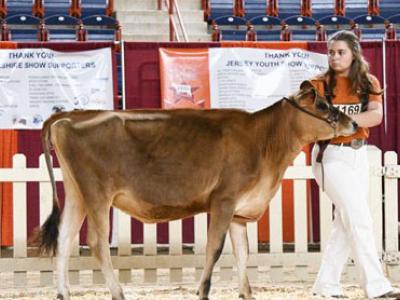 Alfred State student Hope Avedisian with her heifer Fortune.