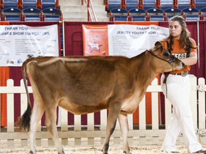 Alfred State student Hope Avedisian with her heifer Fortune.
