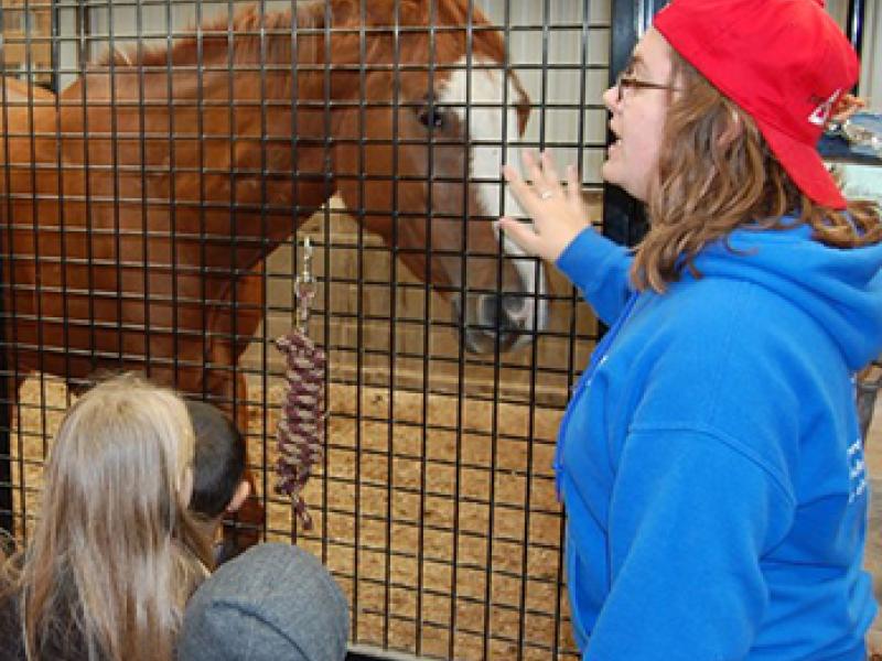 Horse picture