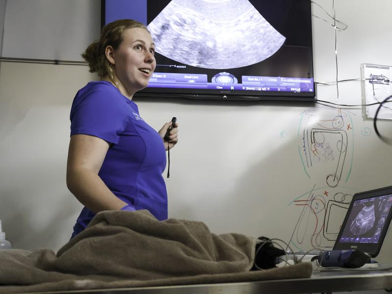 Meghan Morse works on an animal