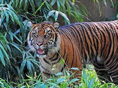 PP-DC Zoo- Nat Hist 78-08070_001